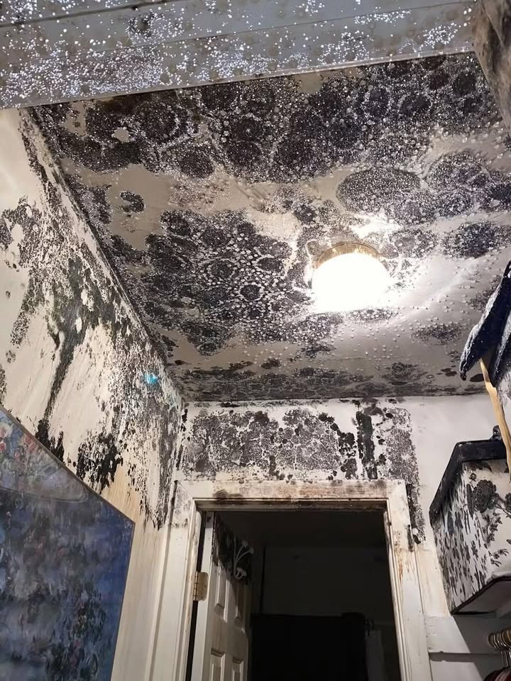 Mold Remediation Experts