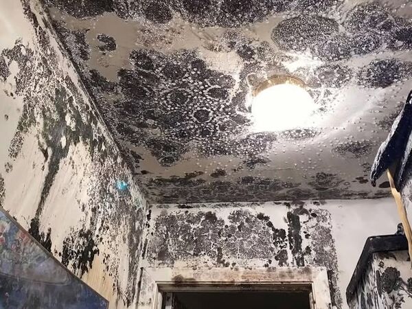 Extensive black mold growth across a ceiling