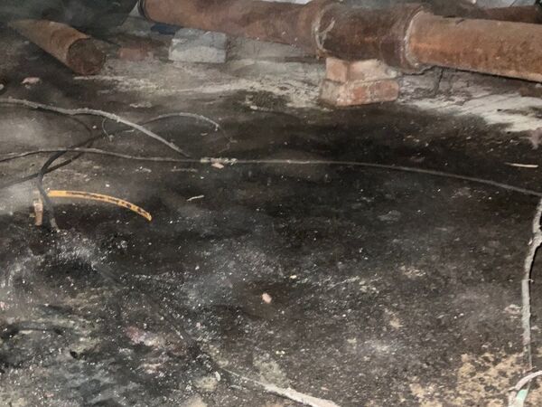 Close detail of mold and water damage to a structural surface